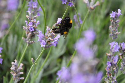 Bee pollinating on purple flowering plant
