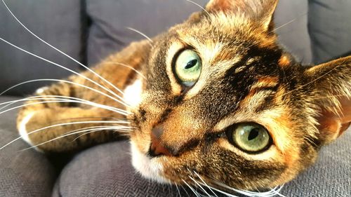 Close-up portrait of cat