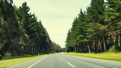 Empty road along trees