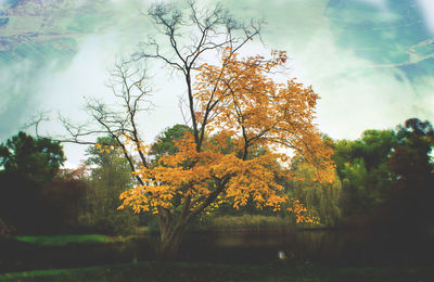 Trees on countryside landscape