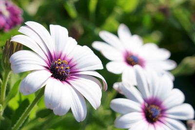 Close-up of white flowers