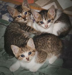 Portrait of kitten sitting at home