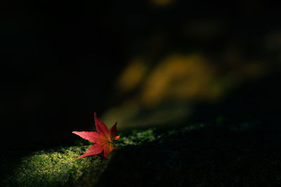 Close-up of red maple leaf during autumn
