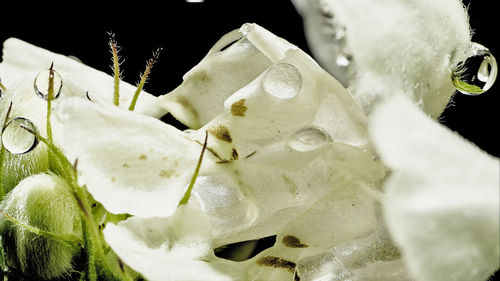 Close-up of white rose on black background