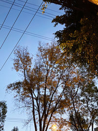 Low angle view of trees against sky