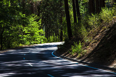 Road passing through forest