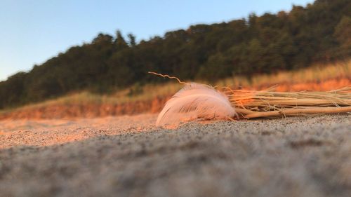 Surface level of horse on sand against trees