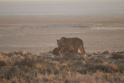 View of a cat on land