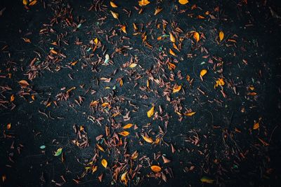 Close-up of autumn leaves on field at night