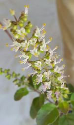 Close-up of flowers