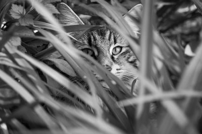 Portrait of cat hiding behind plants on field