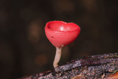 Close-up of red mushroom growing outdoors