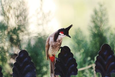 Close-up of birds perching on plant