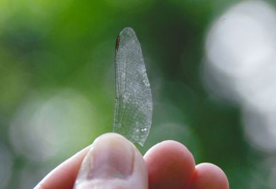 Cropped hand holding plant