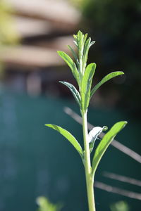 Close-up of plant