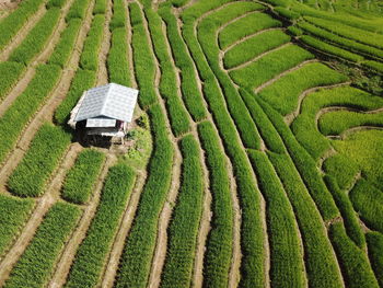 High angle view of agricultural field