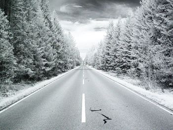 Empty road along trees