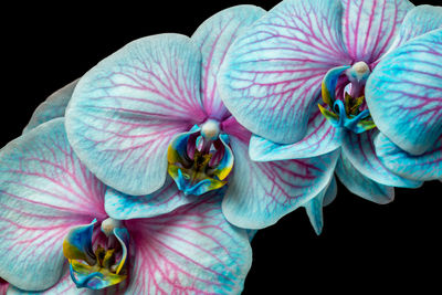 Close-up of flower over black background