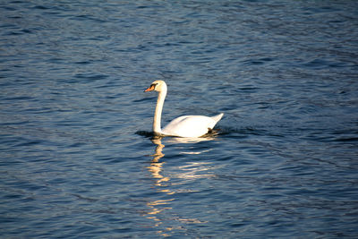 Swan swimming in lake