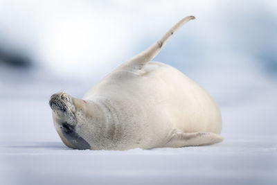 Crabeater seal lies on ice stretching flipper