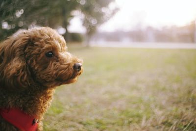 Close-up of dog looking away