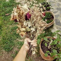 Close-up of hand holding plant