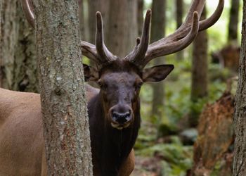 Portrait of deer