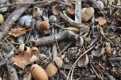 High angle view of dry leaves on field