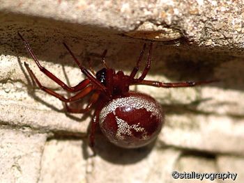 Close-up of insect