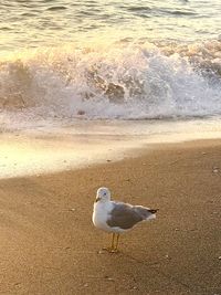 Bird on beach