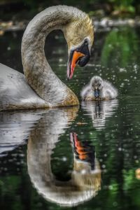 Swan swimming in lake