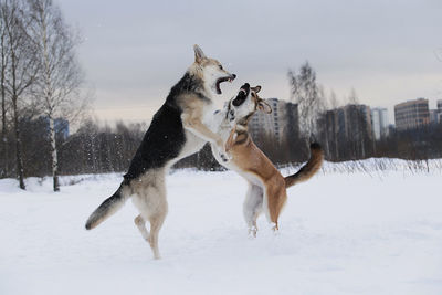 Dogs fighting on snow covered land