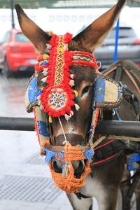 Close-up of a horse