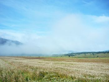 Scenic view of field against clear sky