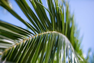 Close-up of palm leaves