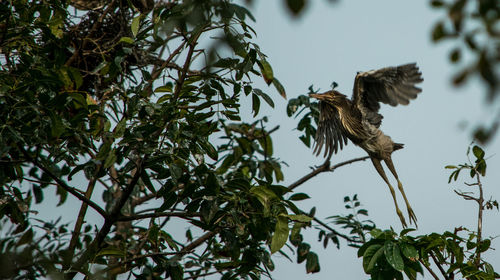 Low angle view of bird perching on branch