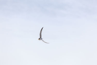 Low angle view of bird flying in sky