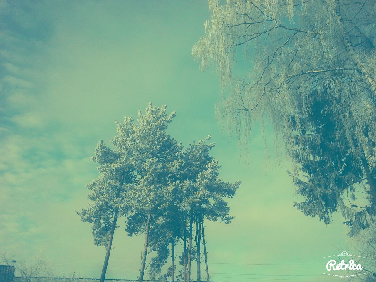 tree, tranquility, water, nature, branch, beauty in nature, tranquil scene, sky, bare tree, scenics, day, waterfront, blue, lake, reflection, growth, outdoors, auto post production filter, no people, cold temperature