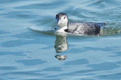 High angle view of duck swimming in pool