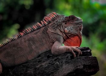 Close-up of a lizard on tree