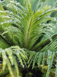 Close-up of water drops on fern