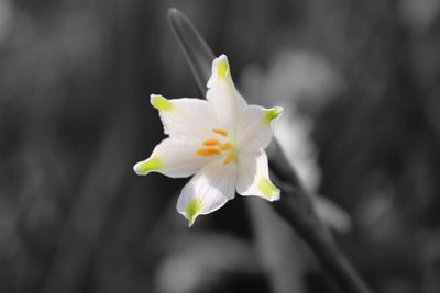 Close-up of white flower