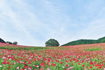 Close-up of flowers blooming in field