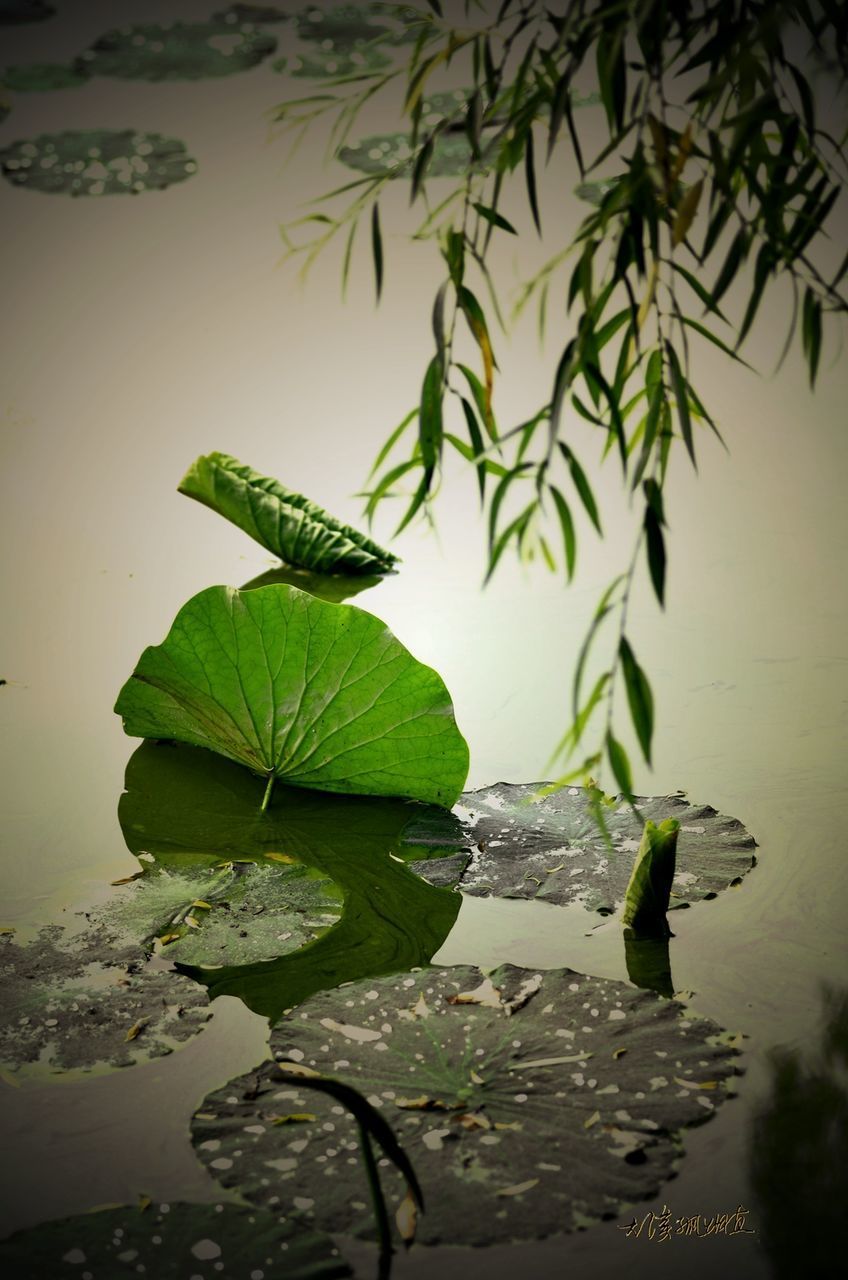 WATER LILY IN LAKE