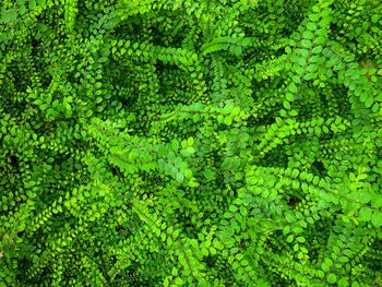 Full frame shot of green leaves