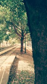 Footpath amidst trees