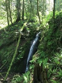 Scenic view of waterfall in forest