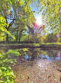 Scenic view of lake in forest