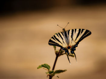 Close-up of butterfly on flower