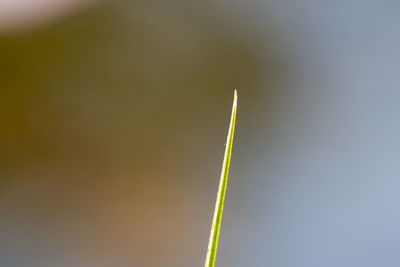 Low angle view of plant against sky